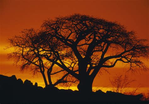 Baobab Trees at Sunset posters & prints by Corbis