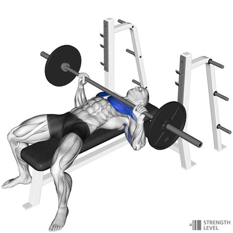 Bench Press Standards for Men and Women (kg) - Strength Level