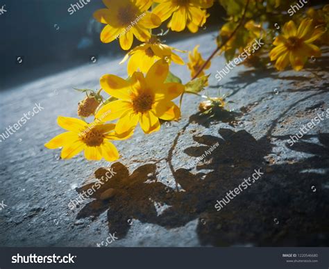 Beautiful Adey Abeba Flower Only Found Stock Photo 1220546680 | Shutterstock