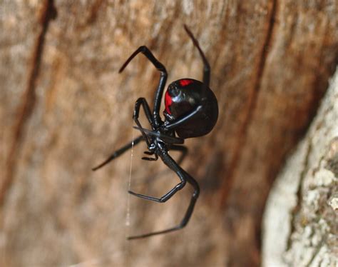 What's the world's deadliest spider? | HowStuffWorks