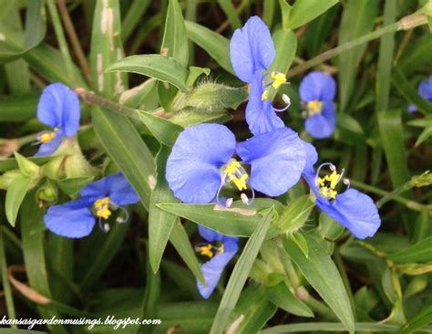 Garden Musings: Blue Flowering Grass?