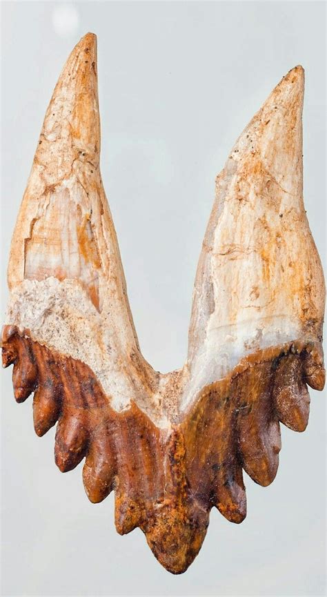 BASILOSAURUS TOOTH FOSSIL WHALE WESTERN SAHARA - Basilosaurus ("king lizard") is a genus of ...