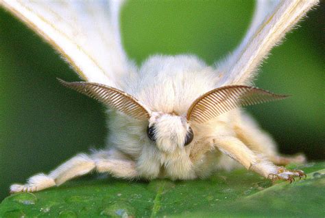 One species a day: Domesticated silkmoth