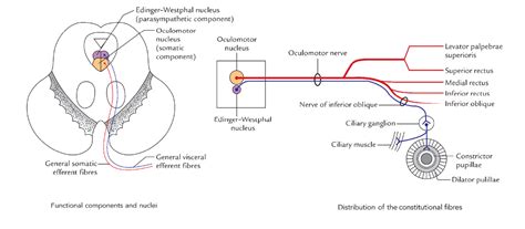 Easy Notes On 【Oculomotor Nerve】Learn in Just 3 Minutes! – Earth's Lab