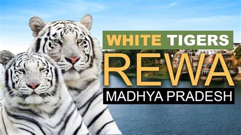 Watch The Rare & Wild: REWA WHITE TIGERS