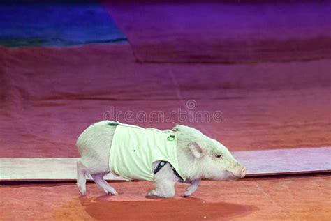 Cute Little Piggy in Circus Arena Stock Image - Image of cloven, sport: 123989313