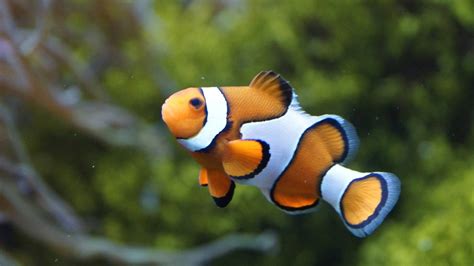 Clownfish reproduction threatened by artificial light in coral reefs