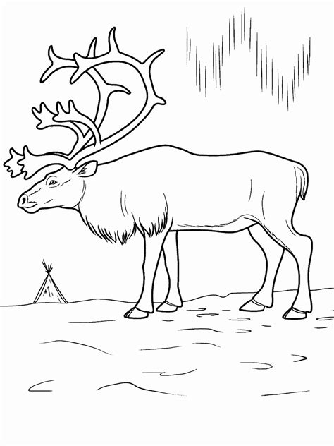 Arctic Animals Coloring Pages - Best Coloring Pages For Kids