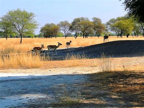 Tal Chhapar Wildlife Sanctuary Churu (2024)