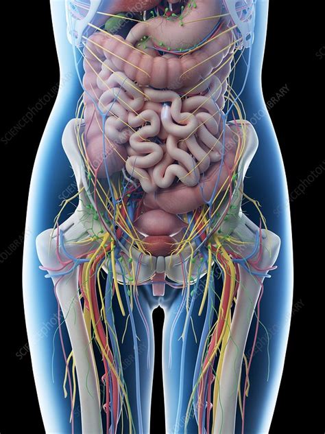 Abdominal Anatomy - Abdominal Regions Anatomy Landmarks And Contents ...