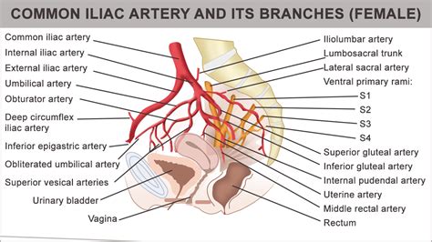 Anatomy and Function of the Common Iliac Artery With Labeled Diagrams - Bodytomy