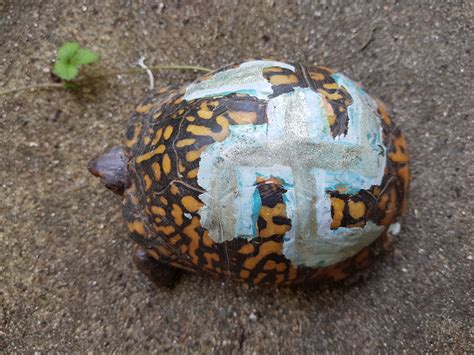 How to remove paint from box turtle shell : turtles