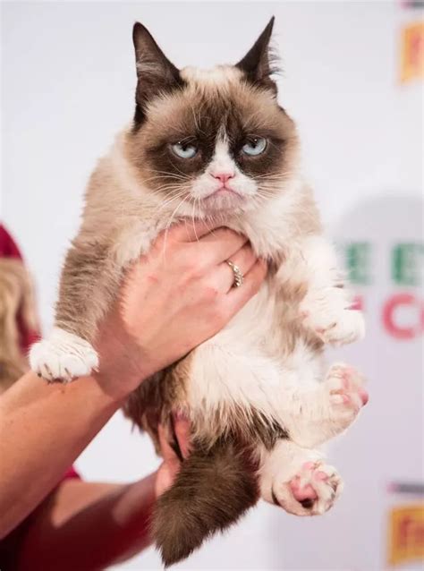 Famous cats: Grumpy Cat, Lil Bub, Colonel Meow and more in our tribute - Mirror Online