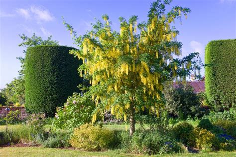 Top 10 Laburnum Tree Varieties You Must Know About - The Arches