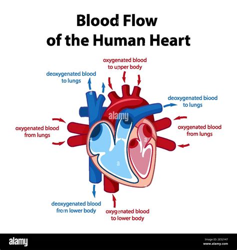 Blood flow of human heart diagram illustration Stock Vector Image & Art ...