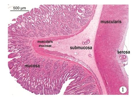 Light micrograph of the fundic region of the stomach of R. icterica ...