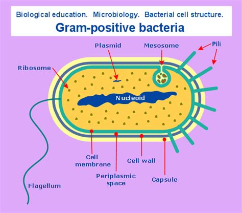 Science and education - Biology | Biology diagrams, Education, Microbiology