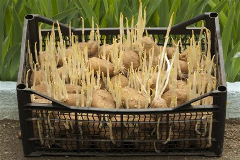 Chitting Potatoes Info – How To Sprout Potato Seeds