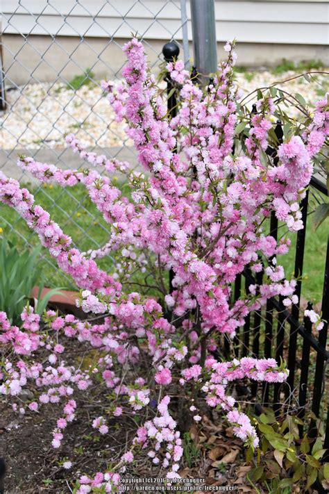 Flowering Almond Tree For Sale Canada : Prunus triloba - Shrub and Vine Seeds - Flowering Almond ...