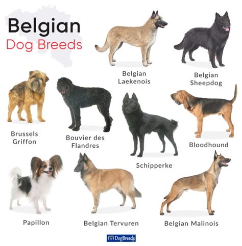 List of the 9 Belgian Dog Breeds with Pictures