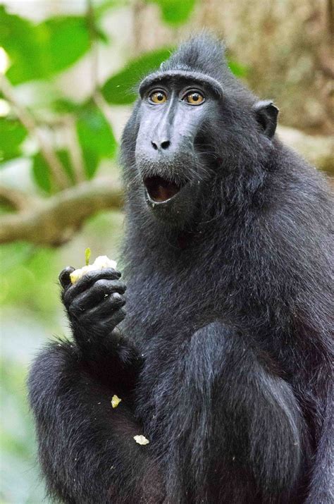 surprised-crested-black-macaque | Baby snow leopard, Macaque, Types of ...
