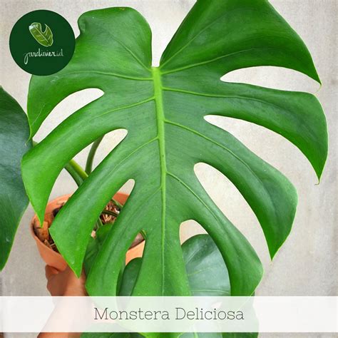 Monstera Deliciosa | Jardinier Indonesia