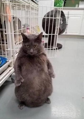 Chonk : r/catstandingup