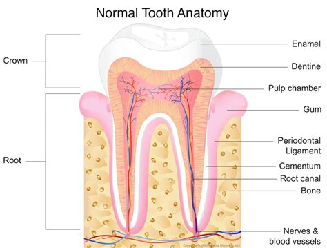 Tooth Trauma and Nerve Damage to Teeth - Southlake Endodontics