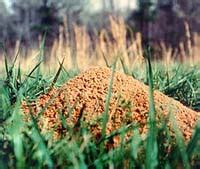 Fire Ant Habitat and Food Sources – Ant Pests