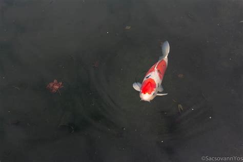 Guide to Koi Fish Care | PetButty