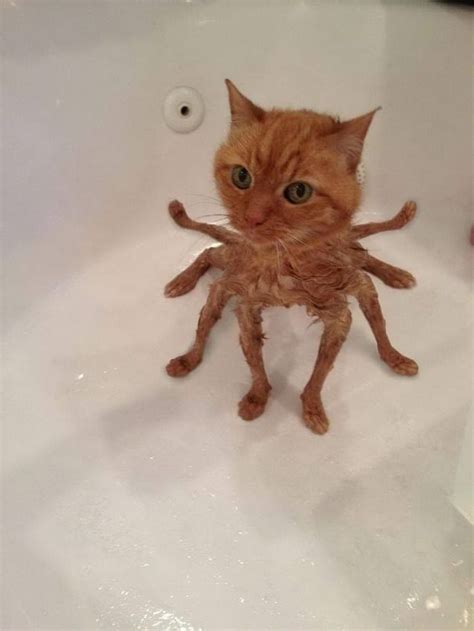 spidercat