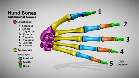 Hand Bones - skeletal anatomy names - 3D model by DinoReplicas [97a8f17] - Sketchfab