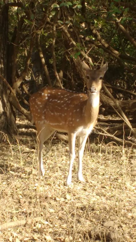 THE 10 BEST Gir National Park Hotels with Outdoor Pool 2024 (Prices) - Tripadvisor