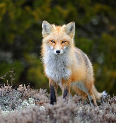 Red Fox by Peter Kefali Island Beach State Park, New Jersey Animals Of The World, Animals And ...