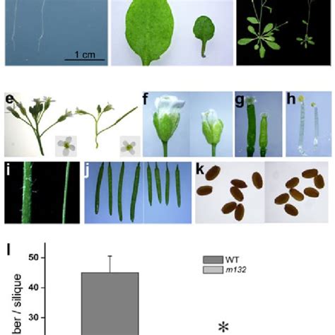 Sizes of plant organs and number of seeds per silique for WT and the... | Download Scientific ...