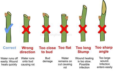 Pruning roses in 6 easy steps | Gardeningtheme.com