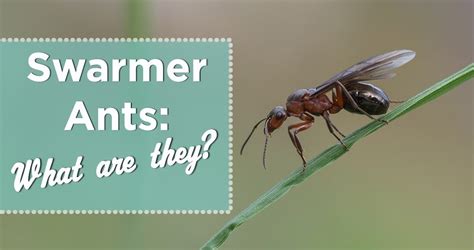 Swarmer Ants - Identify Winged Termites vs. Flying Ants