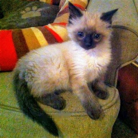 The Balinese Cat Breed | Exploring Balinese Cats