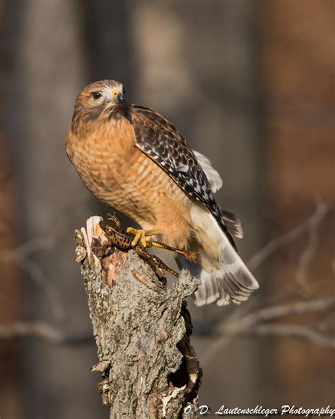 Red-shouldered Hawk | Audubon Field Guide