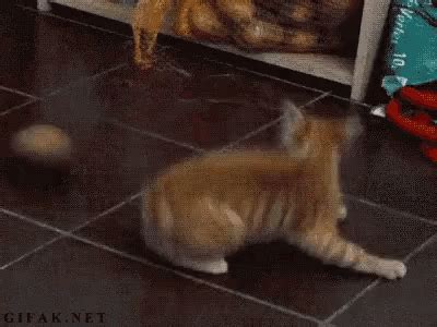 Cat Attack GIF - Cat Attack TooExcited - Discover & Share GIFs