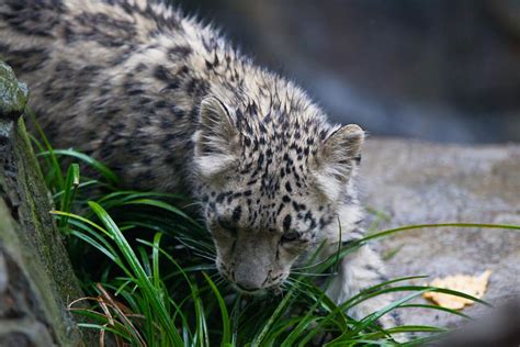 Snow Leopard - Cats Photo (36939135) - Fanpop