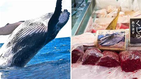 Japanese Lose Taste for Whale Meat as Whaling Returns | LIVEKINDLY