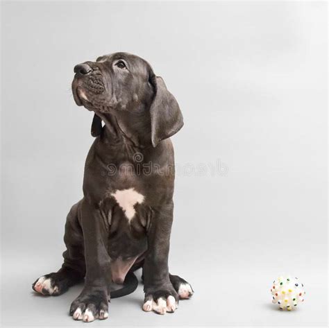 German Mastiff Puppies | PETSIDI