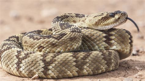 How to avoid snakes now that rattlesnake season has arrived in California - ABC7 San Francisco