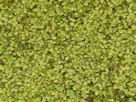 Toronto Wildlife - More Common Duckweed