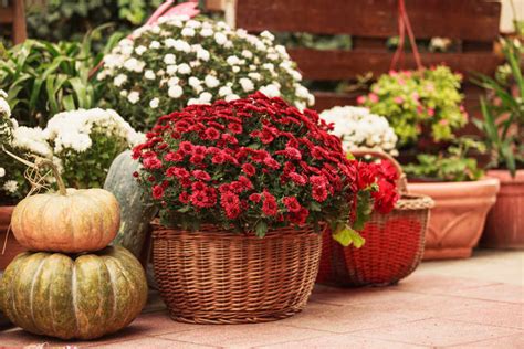 Fall Flowers for Pots & Containers | Kellogg Garden Organics™