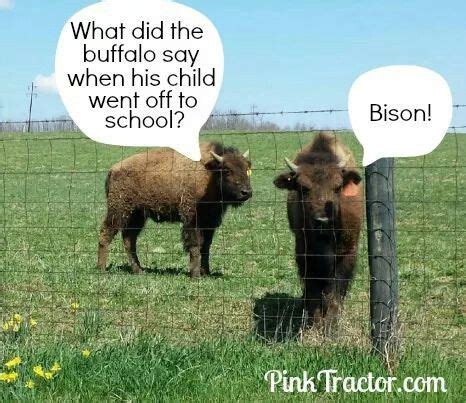 Bison. | Silly jokes, Funny animal jokes, Funny corny jokes