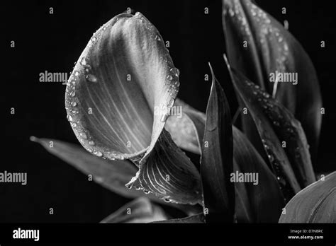 Zantedeschia aethiopica calla lily Stock Photo - Alamy