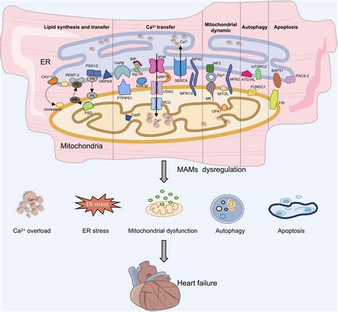 Frontiers | Mitochondria-associated endoplasmic reticulum membranes ...