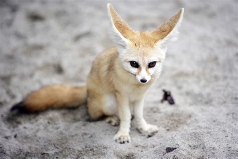 8 Strange and Beautiful Fox Species